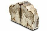 Tall Colorful Petrified Wood Bookends - Washington #382138-2